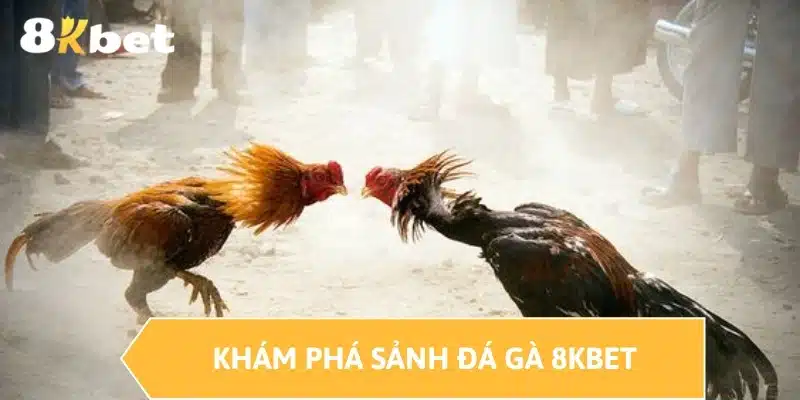 Khám phá sảnh đá gà 8KBET