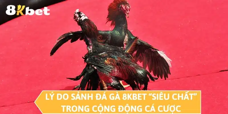 Lý do sảnh đá gà 8KBET “siêu chất” trong cộng động cá cược